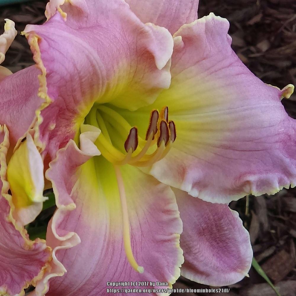 Photo of Daylily (Hemerocallis 'Asheville Pink Lady') uploaded by bloominholes2fill