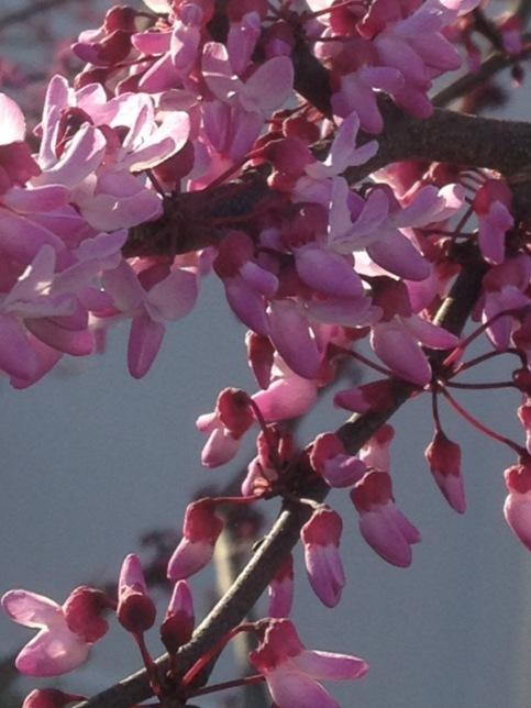 Photo of Eastern Redbud (Cercis canadensis) uploaded by sashaapalmer