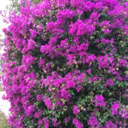 Location: Winter Springs, FL zone 9b
Date: 2017-01-17
Nicely trimmed full of January blooms