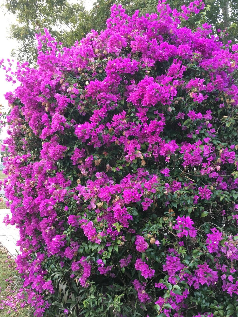 Photo of Great Bougainvillea (Bougainvillea spectabilis) uploaded by sunkissed
