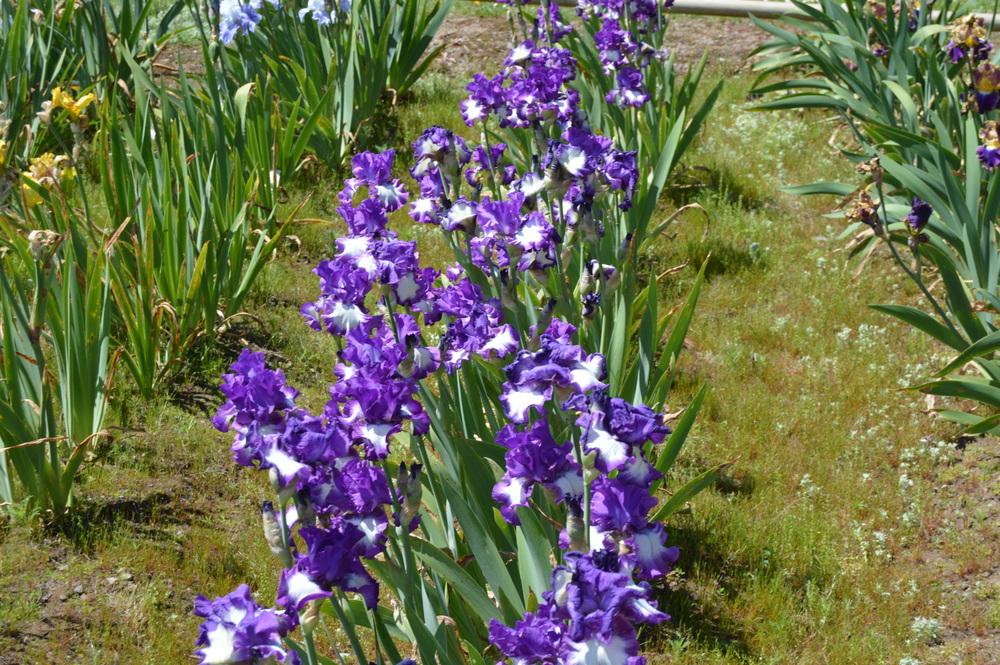 Photo of Tall Bearded Iris (Iris 'Time Alone') uploaded by KentPfeiffer