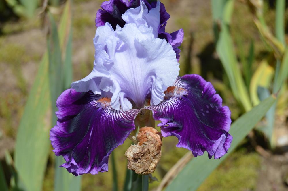 Photo of Tall Bearded Iris (Iris 'Ten All Round') uploaded by KentPfeiffer