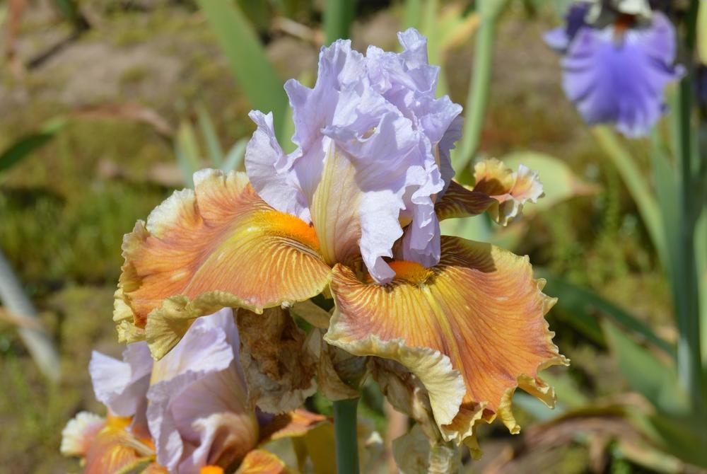 Photo of Tall Bearded Iris (Iris 'Thrillionaire') uploaded by KentPfeiffer