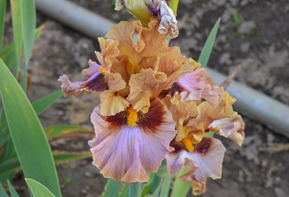 Photo of Tall Bearded Iris (Iris 'Touch of Gossip') uploaded by KentPfeiffer