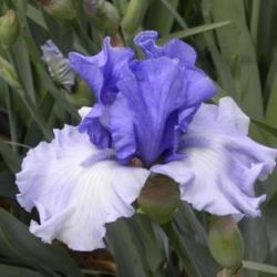 Location: Frannie's Iris Garden, Elk Grove, CA
Date: 2013-04-15