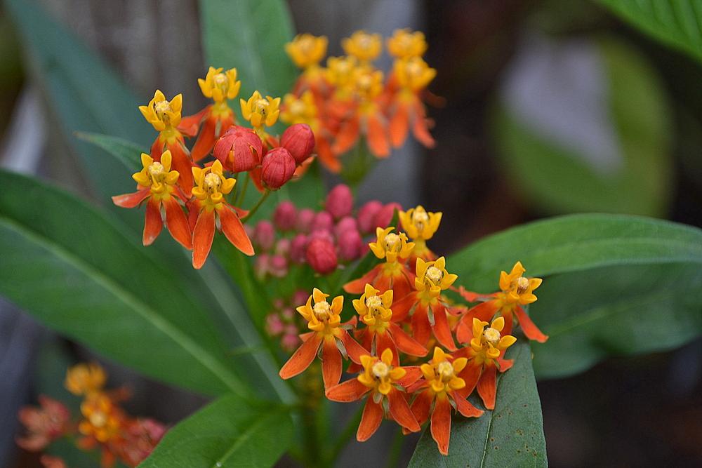 Photo of Tropical Milkweed (Asclepias curassavica) uploaded by sunkissed