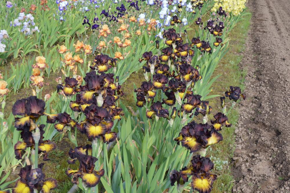 Photo of Tall Bearded Iris (Iris 'Tuscan Summer') uploaded by KentPfeiffer