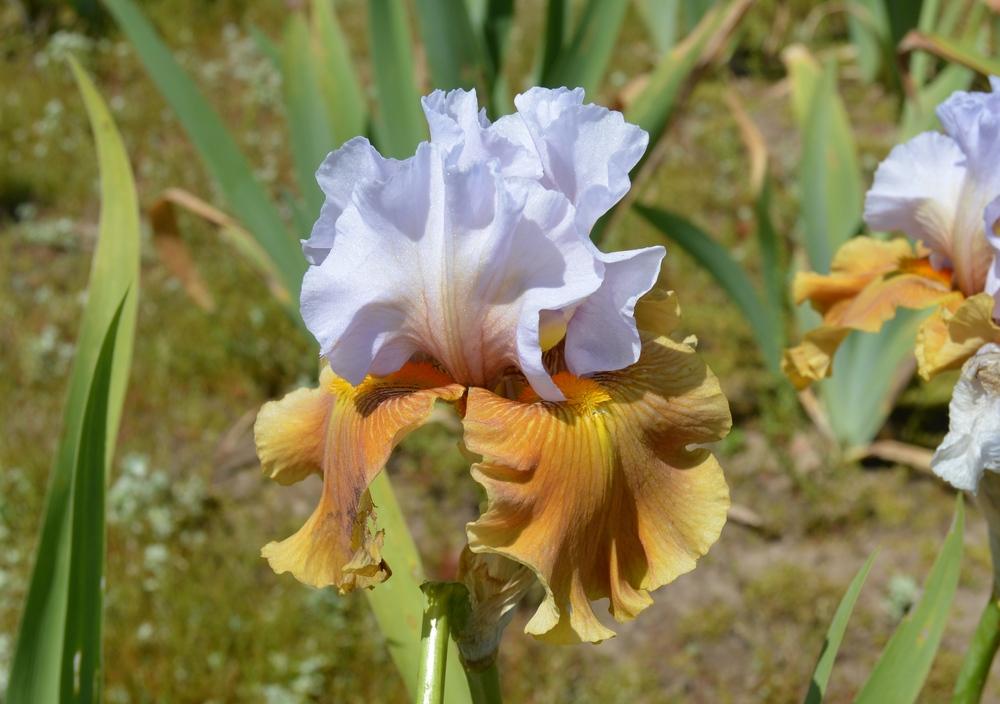 Photo of Tall Bearded Iris (Iris 'Valley of Dreams') uploaded by KentPfeiffer
