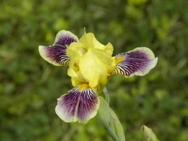 Photo of Miniature Tall Bearded Iris (Iris 'Plum Quirky') uploaded by SassyCat