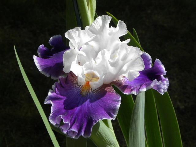 Photo of Tall Bearded Iris (Iris 'Merry Amigo') uploaded by SassyCat