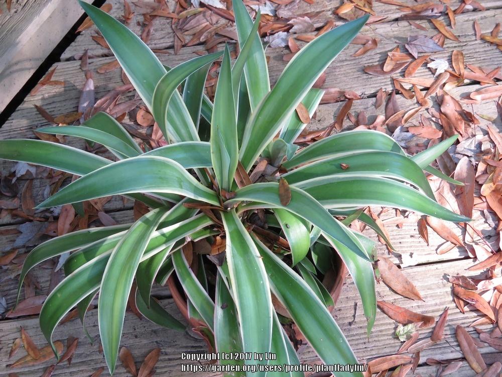 Photo of Agaves (Agave) uploaded by plantladylin