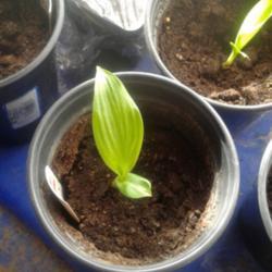Location: My house
Date: 2017-01-21
I am growing these from seed