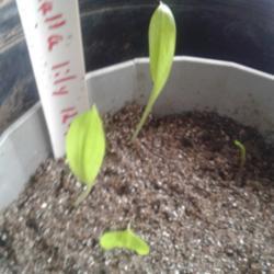 Location: My house
Date: 2017-01-21
I am growing these from seed