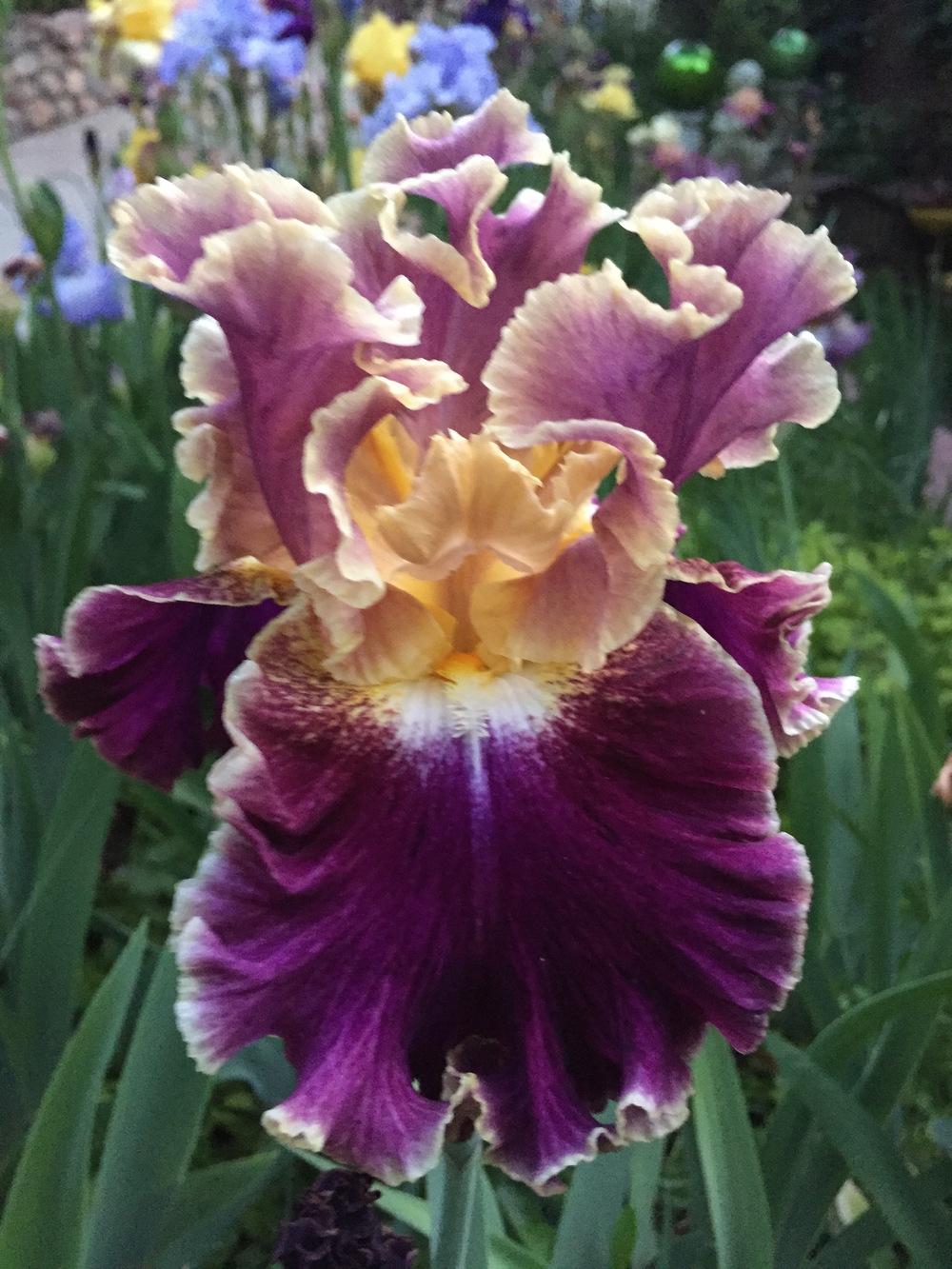 Photo of Tall Bearded Iris (Iris 'Montmartre') uploaded by SpringGreenThumb