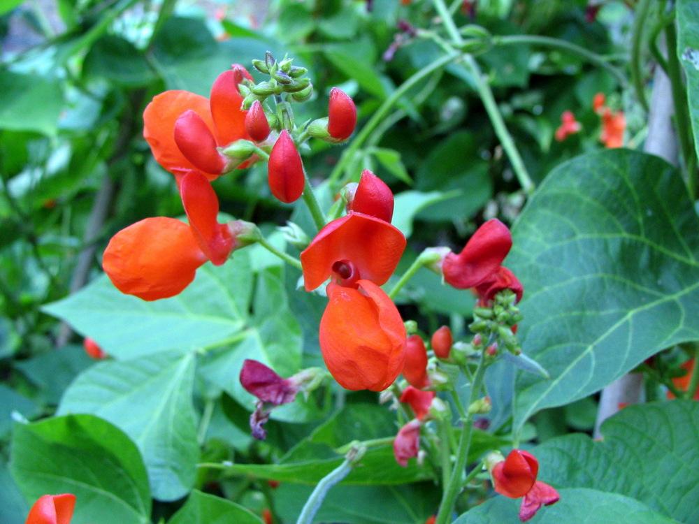 Photo of Runner Bean (Phaseolus coccineus) uploaded by molanic