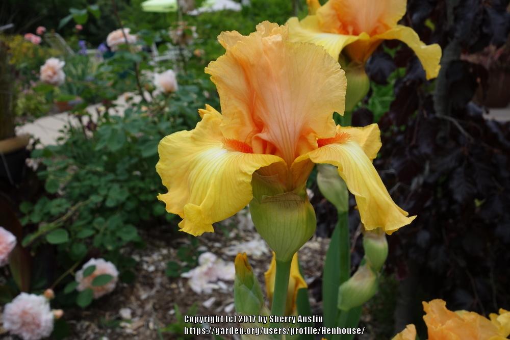 Photo of Tall Bearded Iris (Iris 'Leading Light') uploaded by Henhouse