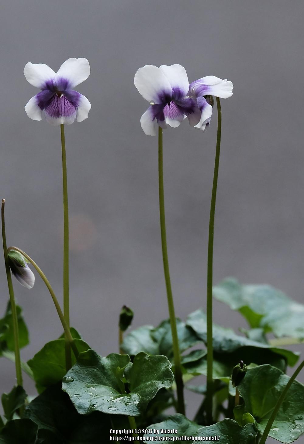 Photo of Ivy-Leaf Violet (Viola hederacea) uploaded by bootandall