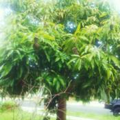 Mango tree grown from seed in Oceanside, california