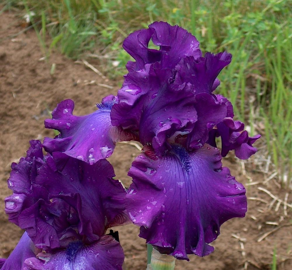 Photo of Tall Bearded Iris (Iris 'Swingtown') uploaded by HemNorth