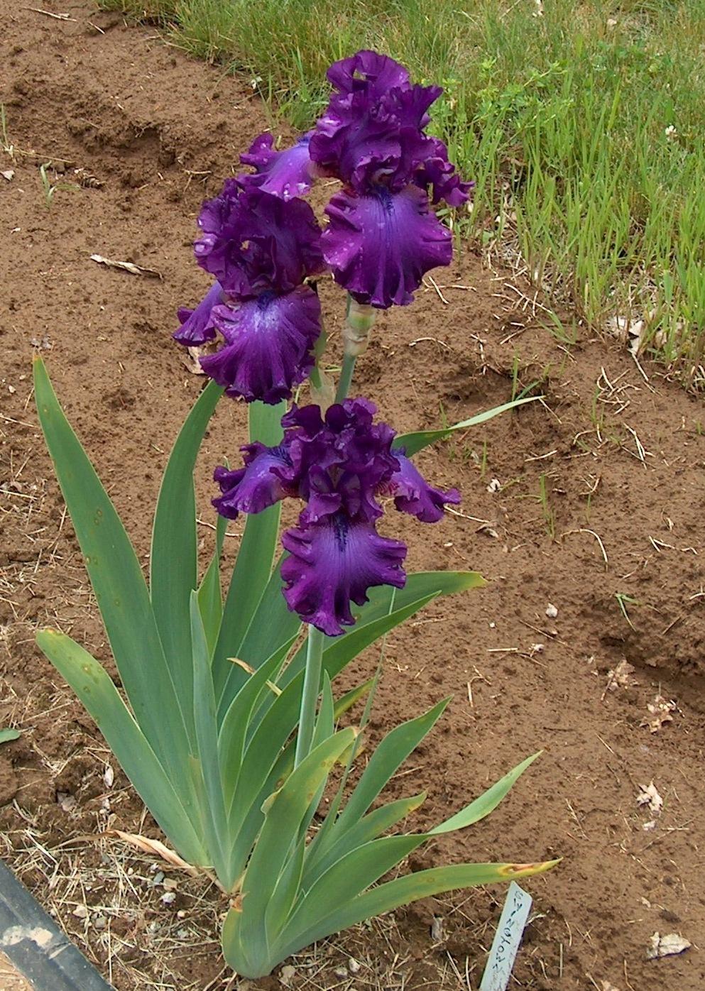 Photo of Tall Bearded Iris (Iris 'Swingtown') uploaded by HemNorth