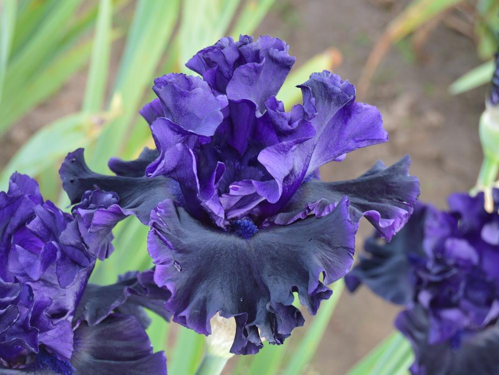 Photo of Tall Bearded Iris (Iris 'Black Lipstick') uploaded by KentPfeiffer