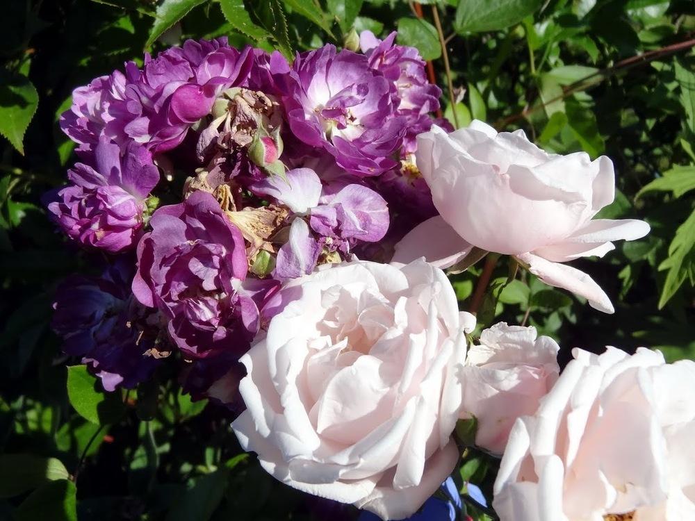 Photo of Rose (Rosa 'New Dawn') uploaded by Orsola