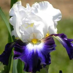 Location: Frannie's Iris Garden, Elk Grove, CA
Date: 2014-04-15