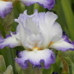 Location: Frannie's Iris Garden, Elk Grove, CA
Date: 2014-04-21