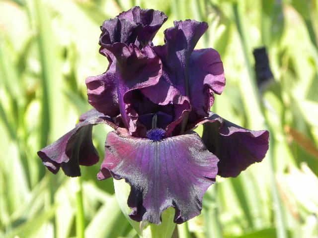 Photo of Tall Bearded Iris (Iris 'Ebony Angel') uploaded by SassyCat
