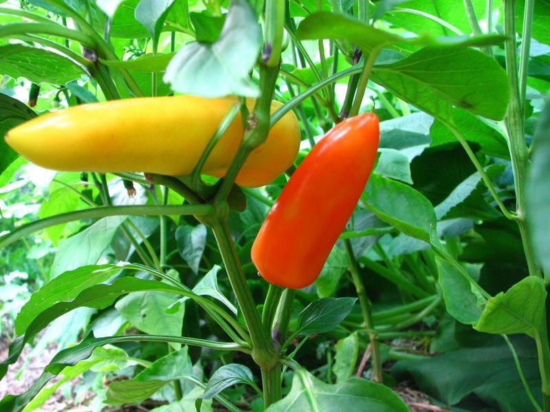 Photo of Hot Banana Pepper (Capsicum annuum 'Hungarian Hot Wax') uploaded by molanic