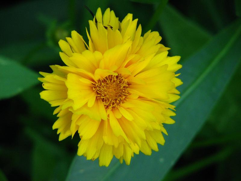Photo of Bigflower Coreopsis (Coreopsis 'Early Sunrise') uploaded by molanic