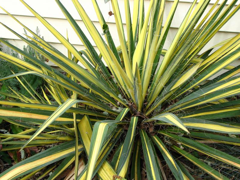 Photo of Adam's Needle (Yucca filamentosa 'Color Guard') uploaded by molanic