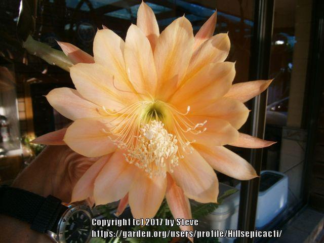 Photo of Hybrid Epiphyllum (Epiphyllum 'King Midas') uploaded by Hillsepicacti