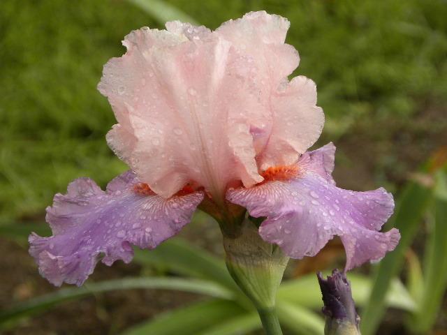 Photo of Tall Bearded Iris (Iris 'Indian Sunrise') uploaded by SassyCat