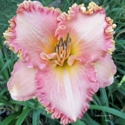 Location: Daylilies of the Valley
Date: 2016-06-30
Lace and Lather Chaps