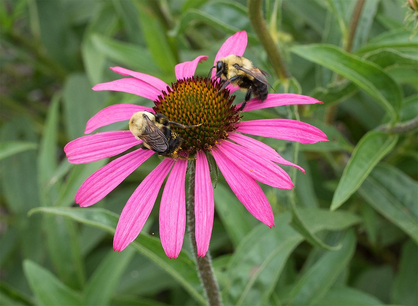 Photo of Tennessee Coneflower (Echinacea tennesseensis 'Rocky Top') uploaded by Calif_Sue