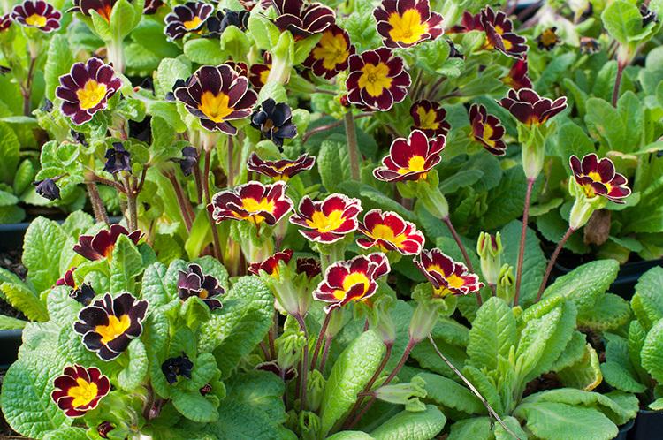 Photo of Primrose (Primula 'Gold Laced Jack-in-the-Green') uploaded by Calif_Sue