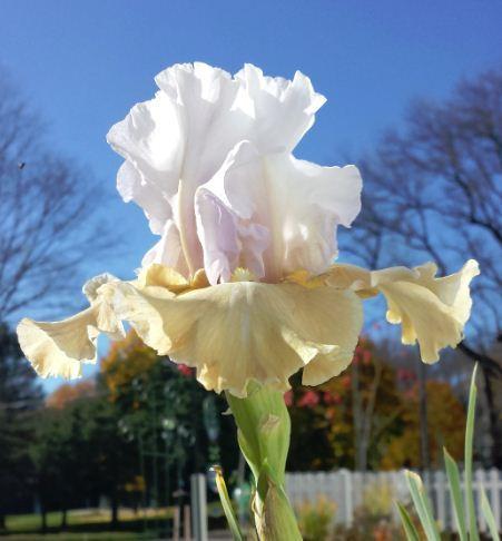 Photo of Tall Bearded Iris (Iris 'Champagne Elegance') uploaded by IdyllicIris