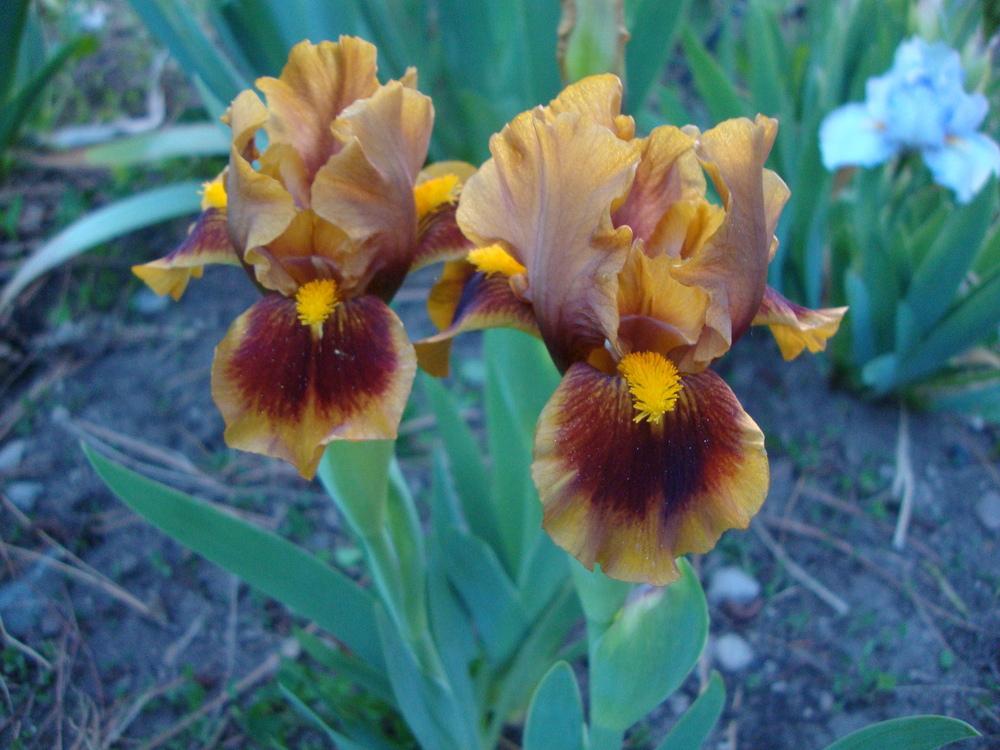 Photo of Standard Dwarf Bearded Iris (Iris 'Gingerbread Trim') uploaded by Paul2032