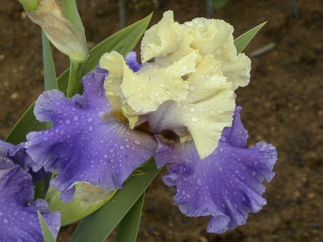 Photo of Tall Bearded Iris (Iris 'Subtle Beauty') uploaded by SassyCat