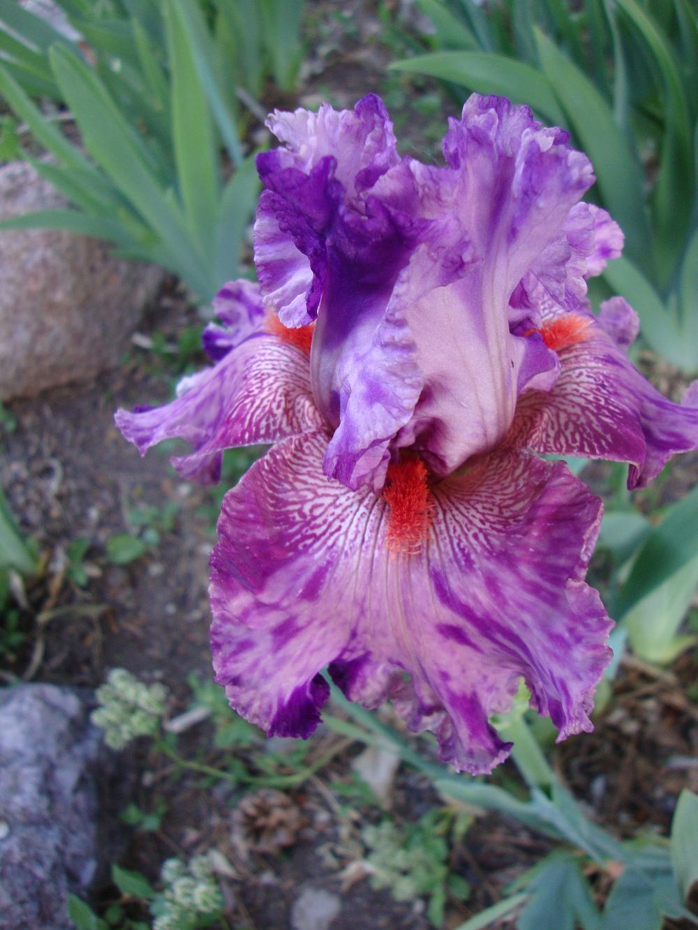 Photo of Tall Bearded Iris (Iris 'Squid Squirt') uploaded by Paul2032