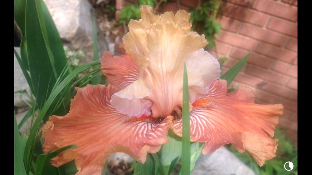 Photo of Tall Bearded Iris (Iris 'Mandarin Morning') uploaded by SpringGreenThumb