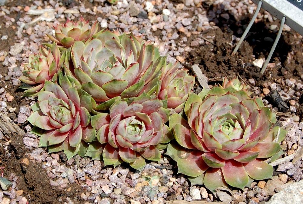 Photo of Hen and Chicks (Sempervivum 'Lilac Time') uploaded by valleylynn