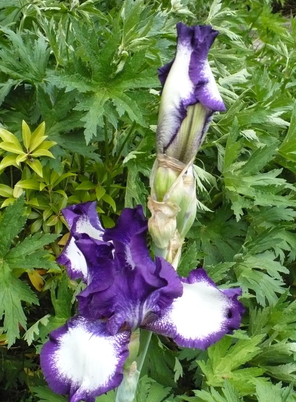 Photo of Tall Bearded Iris (Iris 'Going My Way') uploaded by HemNorth