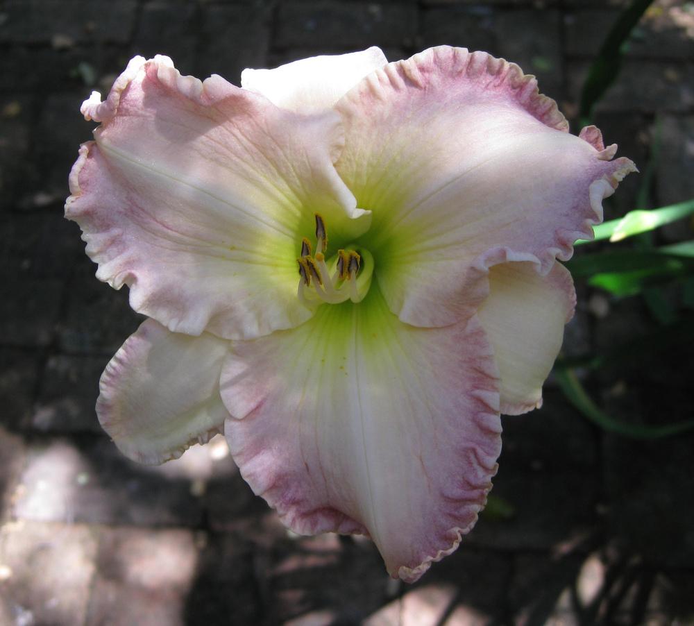 Photo of Daylily (Hemerocallis 'Willow Dean Smith') uploaded by Polymerous