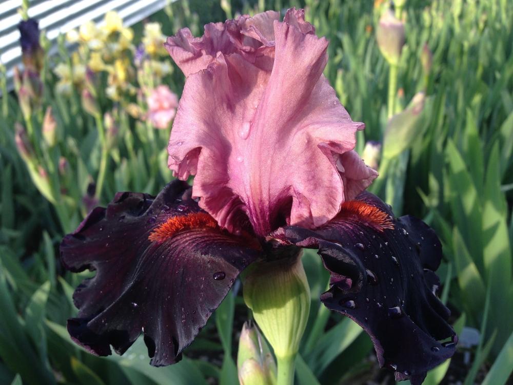 Photo of Tall Bearded Iris (Iris 'Wearing Rubies') uploaded by SpringGreenThumb