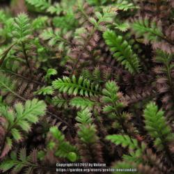 Location: New Zealand
Date: 2017-01-30
New Zealand native Groundcover