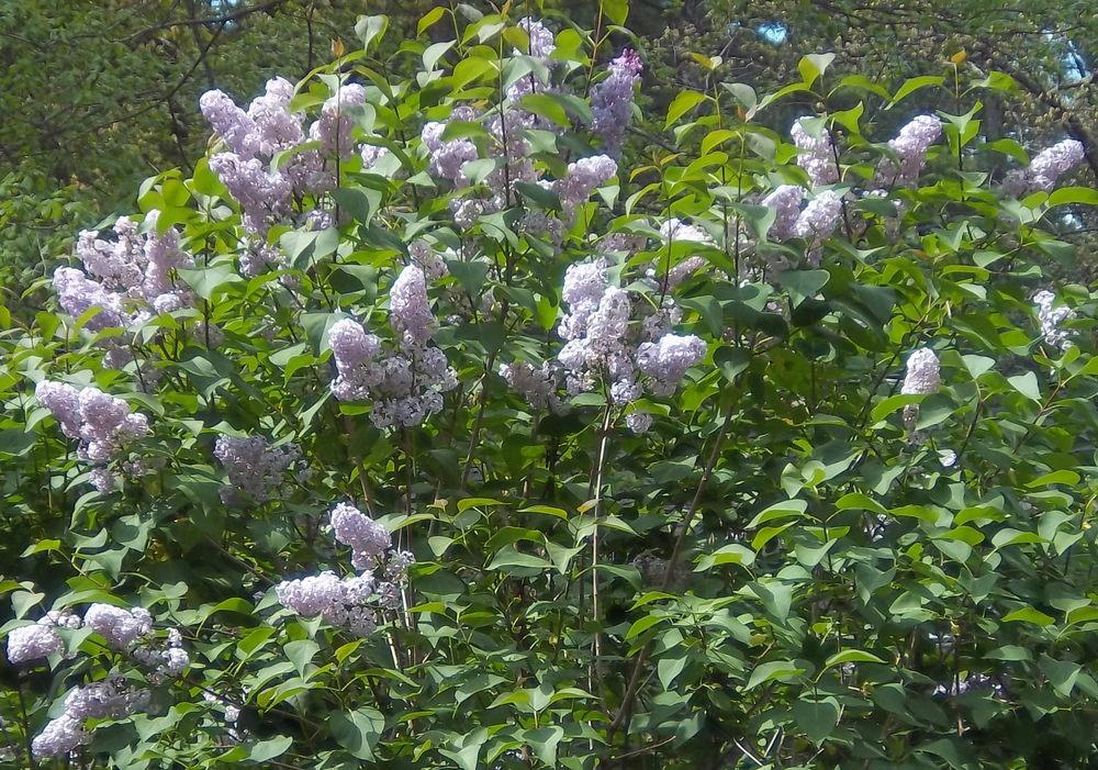 Photo of Common Lilac (Syringa vulgaris) uploaded by jsf67