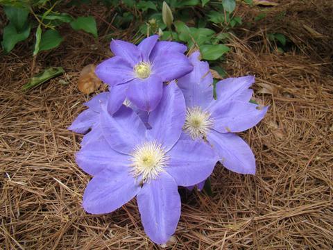Photo of Clematis Diana's Delight™ uploaded by Calif_Sue
