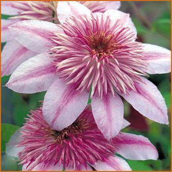 Photo of Clematis Empress™ uploaded by Calif_Sue